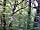 Hole Station Campsite: Woodland walks