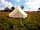 Vyrnwy Wild Welsh Camping (фото добавлено менеджером 02.06.2022)
