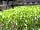 Cokes Farm: Sweetcorn plants well on the way to a good harvest (photo added by manager on 30/01/2023)