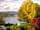 Linnhe Lochside Holidays: Relax and unwind on site