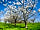 Ashcombe Woodland Campsite: Close to cider producers