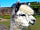Longthorns Farm: Billy the alpaca , one of our favourite walkers