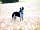 Incledon Farm Campsite: The resident sheepdog Meg