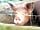 The Pig Place: More pigs! (photo added by natalie_m11 on 15/06/2014)