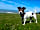 Morfa Bychan Holiday Park: Dog-friendly walks from the park (photo added by manager on 04/18/2018)
