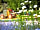 Château du Gandspette: Flowers around the park