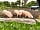 Happy Acre: 3 little pigs