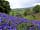 Woodbatch Camping and Glamping: Bluebells