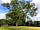 Walnut Tree Meadow Camping: Walnut tree next to the meadow (photo added by manager on 02/12/2020)