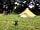 Higher Murchington Farm: Bell tent