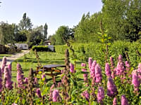 Flowers and trees at the site Flowers and trees at the site