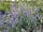 Butcombe New Woods: WIldflowers are everywhere – what you'll see changes from week to week