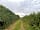 River Severn Bank Pop-up Campsite: Lane leading to the parking field