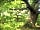 Tyddyn Teg Campsite: The ancient oaks, a tranquil place to relax