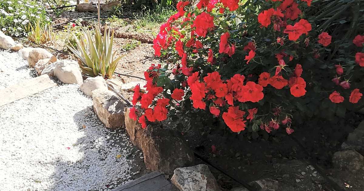 Olive Branch El Chorro, El ChorroNNN Pitchup®