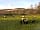 Duncombe Farm: Sheep and lambs on site (photo added by manager on 29/05/2020)