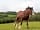 Blackwater Farm: Talland the Shire horse