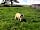 Lane End Farm: Lane End Farm