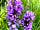 Horwood Farm Camping: Wild orchids