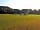 Clayford Field: Pitch your tent under the oaks (photo added by manager on 09/04/2020)