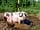 Wookey Farm: Pigs in their wallow