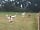 Walnut Tree Meadow Camping: Meet the alpacas and book an experience during your stay (photo added by manager on 02/12/2020)