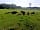 Coedhirion Farm: Cows