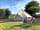 Westland Farm: All set up