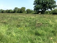 Spacious grass pitches Spacious grass pitches