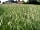 Jockhedge Touring Site: Fields around the site