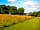 Wallace Lane Farm: View of the site (photo added by manager on 16/06/2021)