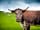 Thornton Hall Farm Country Park: Meet cows in the farm park