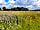 Black Barn Farm: Wild meadow (photo added by  on 31/08/2021)