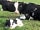 Chase Farm: Look out for new arrivals