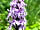 Horwood Farm Camping: Lots of wild orchids on the farm