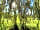 Haywood Farm Caravan and Camping Park: Willow tree