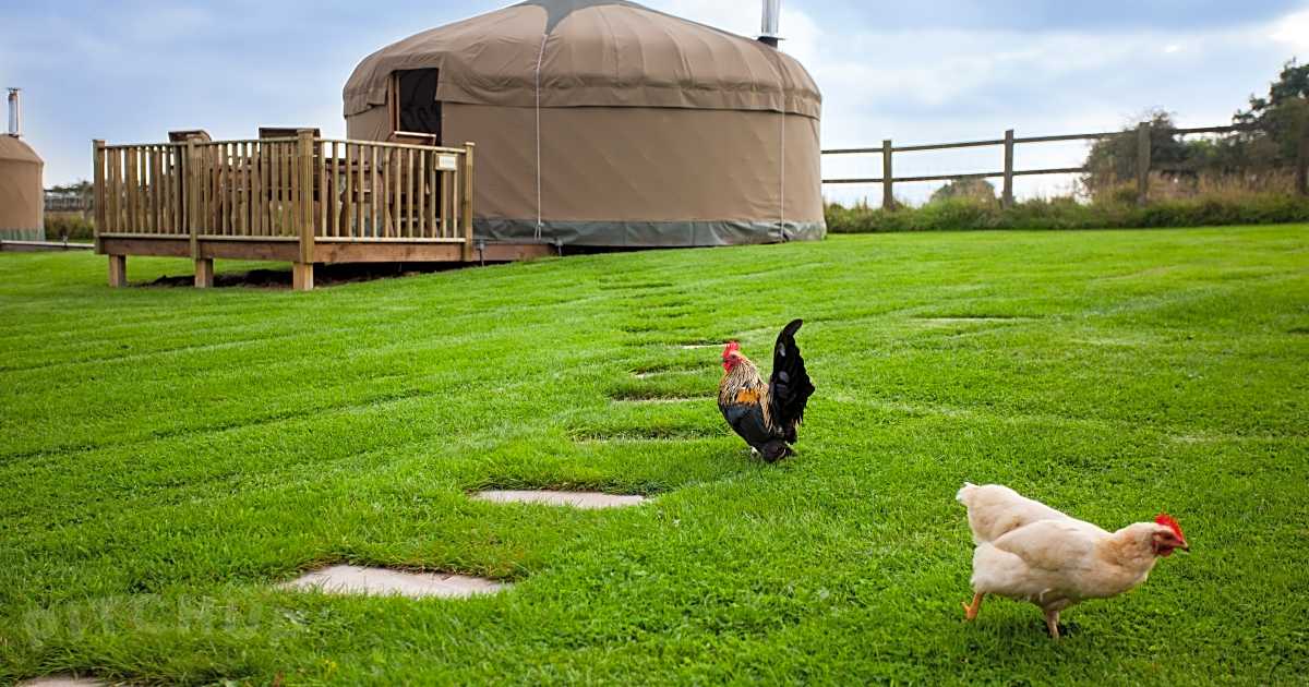 Calwich under Canvas, Ashbourne Pitchup®