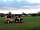 Petruth Paddocks: Jules and the kids on a log run