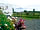 Bluebell Farm: Flowers around the field