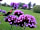 Lower House Farm: Verbena