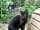Box Cottage Bell Tent: Meet Serena the cat