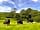 Shilvington Barn: Cows grazing near the campsite
