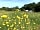 Kingsettle Camping Retreat: Meadow flowers