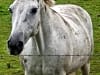 Moss Side Farm Campsite: Horse in field by pitch (photo added on 07/16/2024)