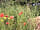 Bosavern Community Farm: Wildflowers in the camping field