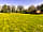 Muster Point Campsite: Camping field (photo added by manager on 24/04/2023)