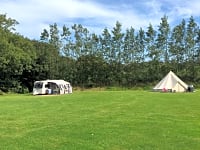 Plass (Meadow) på gressplen , uten strøm