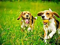 Dog friendly accommodation Dog friendly accommodation