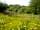Acorn Camping and Glamping: Wildflower meadows around the site