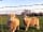Abbey Farm Caravan and Camping